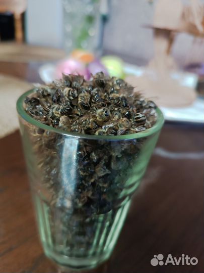 Пчелиный подмор