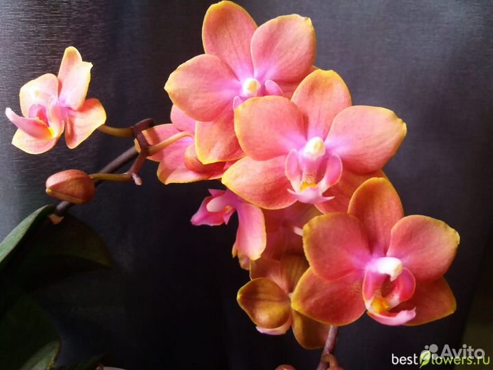 Орхидея Дасти бель арома