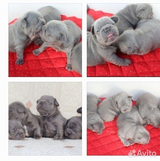 Французский бульдог лилак платинум