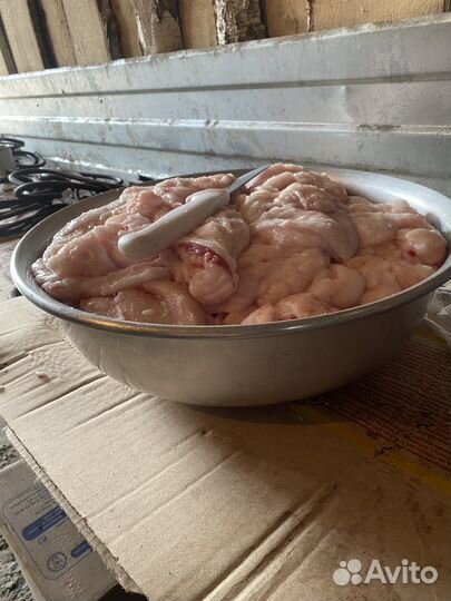 Барсучий жир на водяной бане свежий