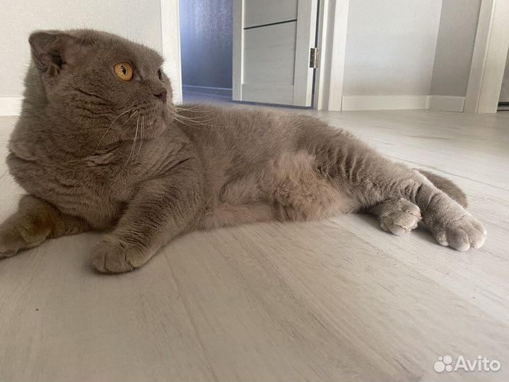 Шотландская вислоухая кошка бесплатно