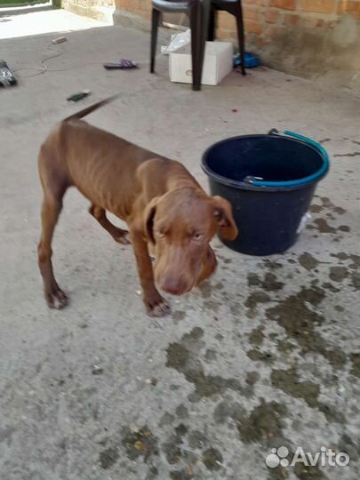 Щенки курцхаара