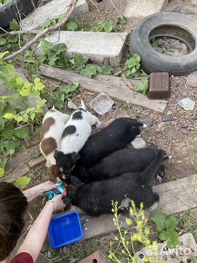 Очень красивые щенки