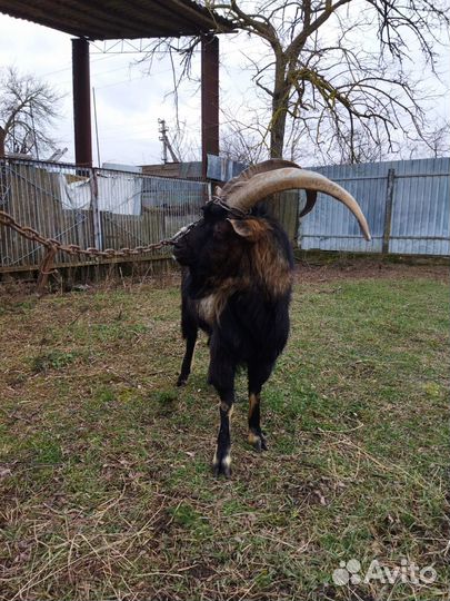 Нубийский козел на племя