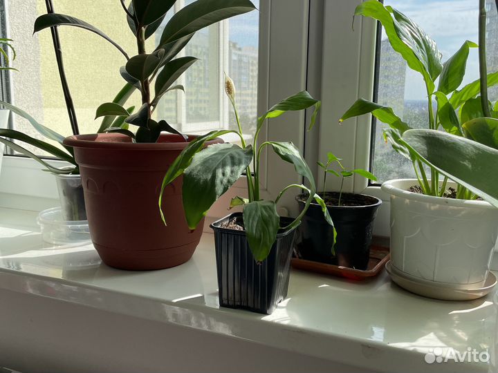 Спатифиллум женское счастье