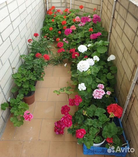 Герань/пеларгония