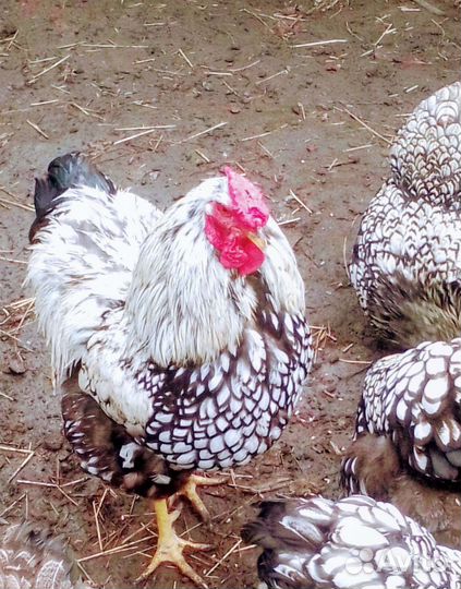 Петухи породистые