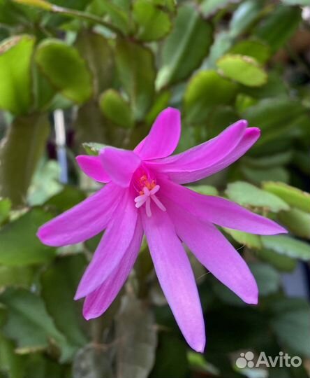 Рипсалидопсис (пасхальник)