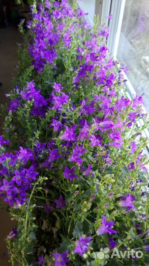 Кампанула (для балкона и лоджии)