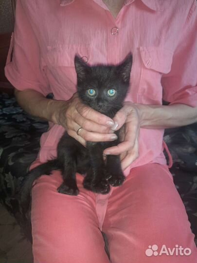 Кот в добрые руки