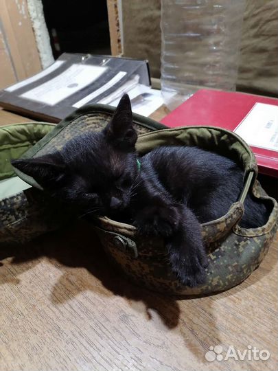 Черный котенок девочка в добрые руки