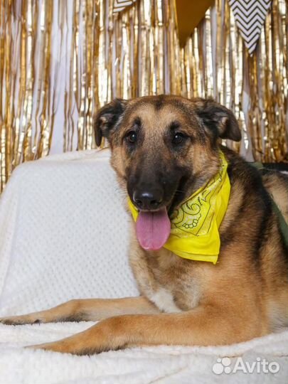 Собаки бесплатно