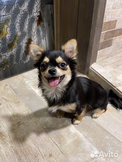 Самая красивая