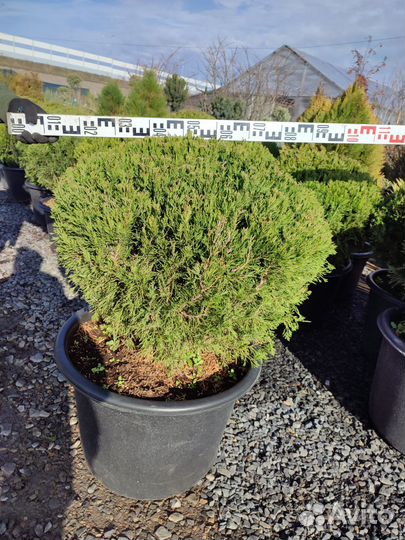 Можжевельник китайский Спартан (шар)