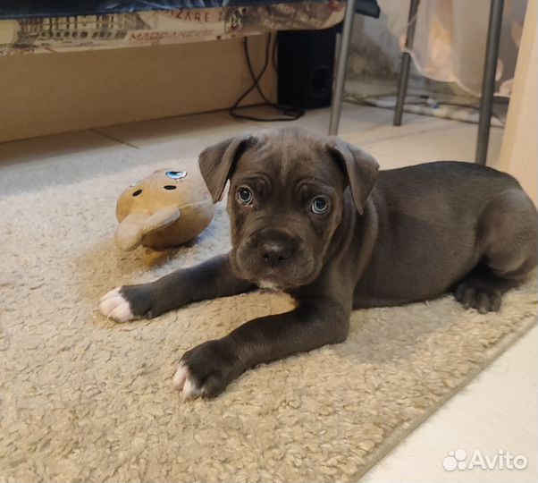 Щенки Кане корсо