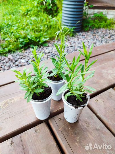 Лаванда узколистная