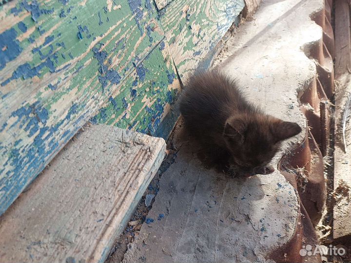 Котята мышеловы