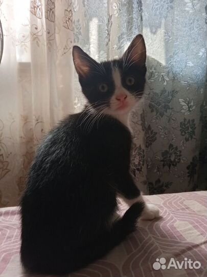 Кошки и котята