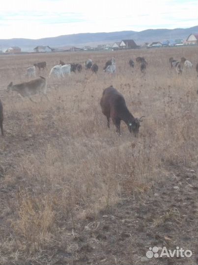 Козы и козлята