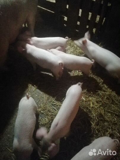 Поросята породы ландрас