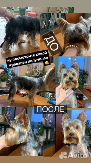 Грумер, хендлер