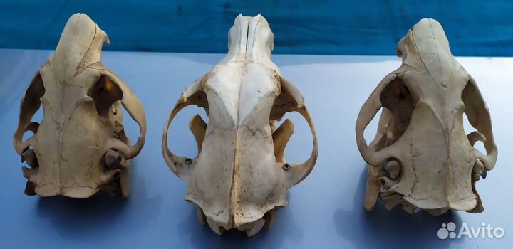 Черепа животных для интерьера. Оригинал. Лот