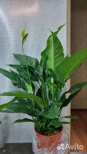 Спатифиллум Королевский 24/100