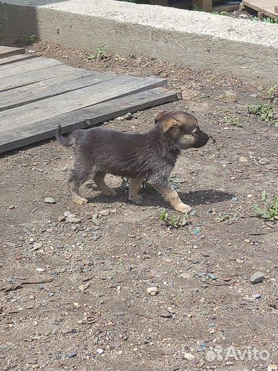 Щенок в добрые руки