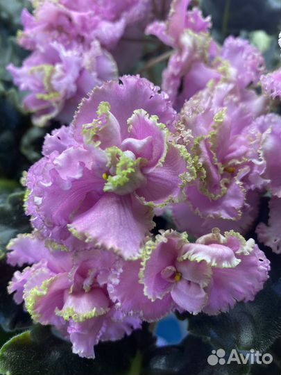 Фиалка детки, лист свежий срез