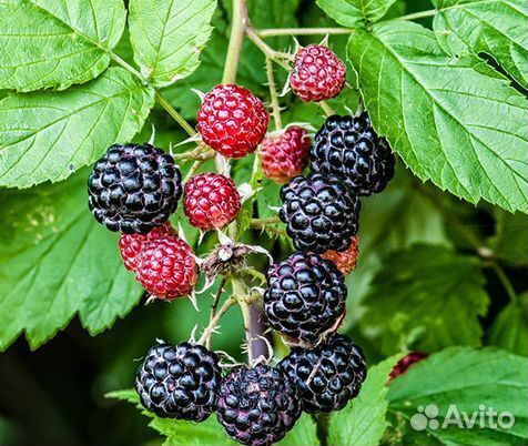 Саженцы черной малины