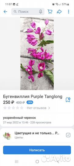 Бугенвиллии