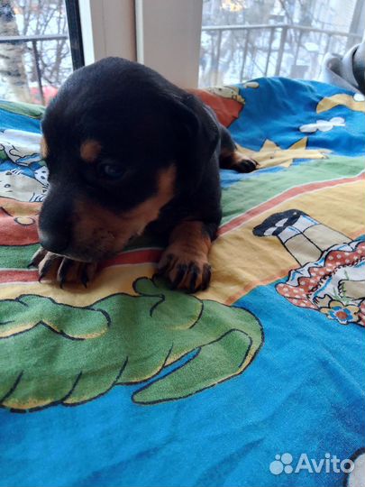 Щенки миниатюрной таксы