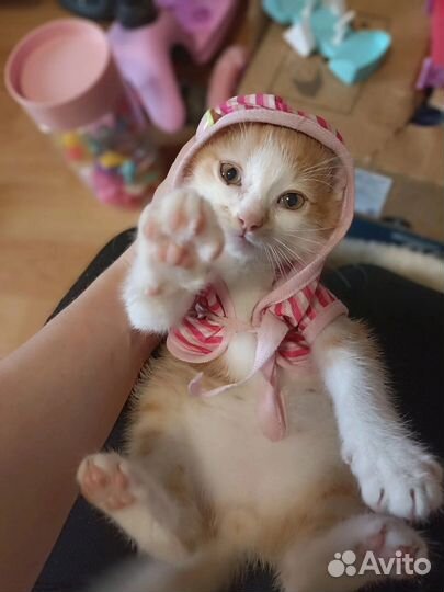 Котенок Антошка в поисках Человека