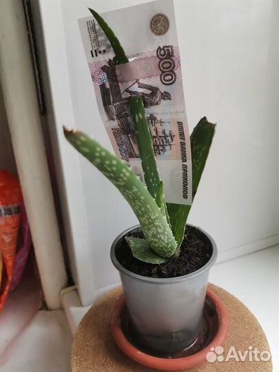 Диффенбахия, алое, молочай