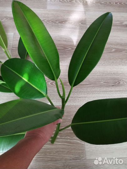 Фикус каучуконосный черенки