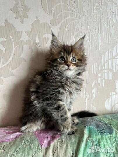 Мейн-кун котята