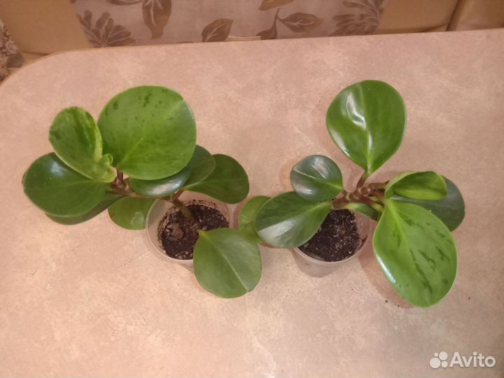 Пеперомия вариегатная