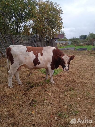 Быки и телки