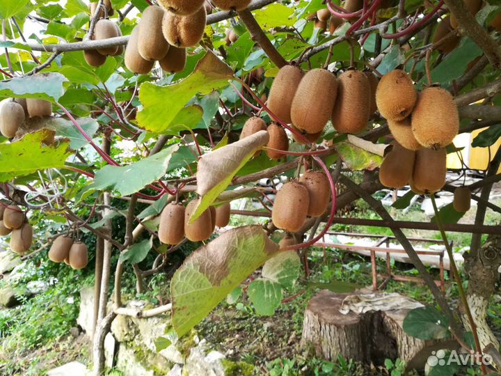 Саженцы киви