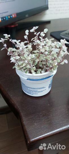 Каллизия розовая