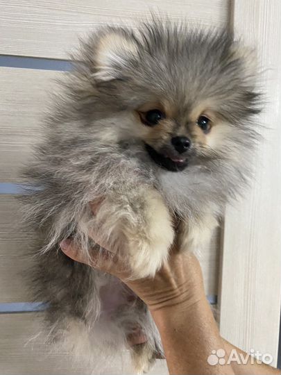 Продам щенков шпица