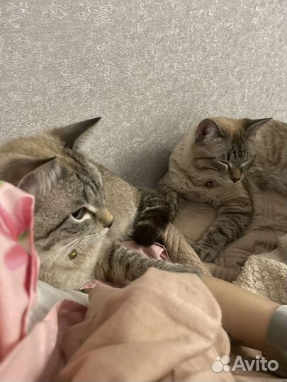 Отдам котов