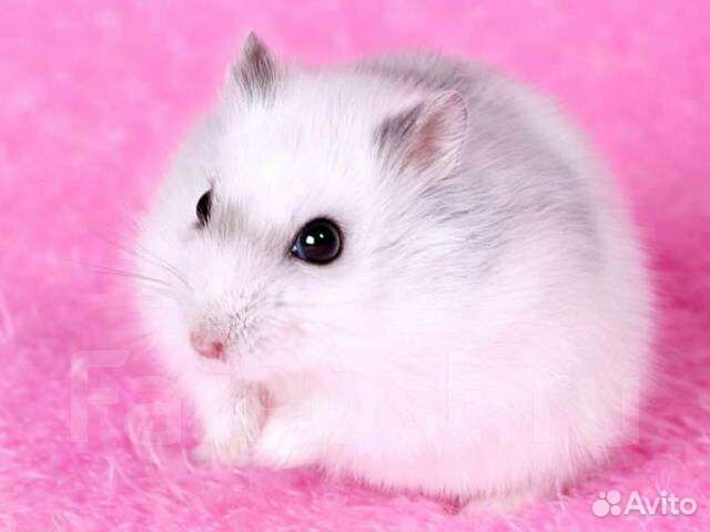 Хомячки малыши джунгарики