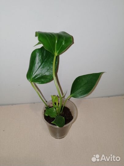 Антуриум лили белый