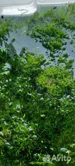 Сомы Анциртусы, меченосцы