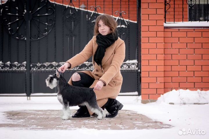 Цвергшнауцер щенки