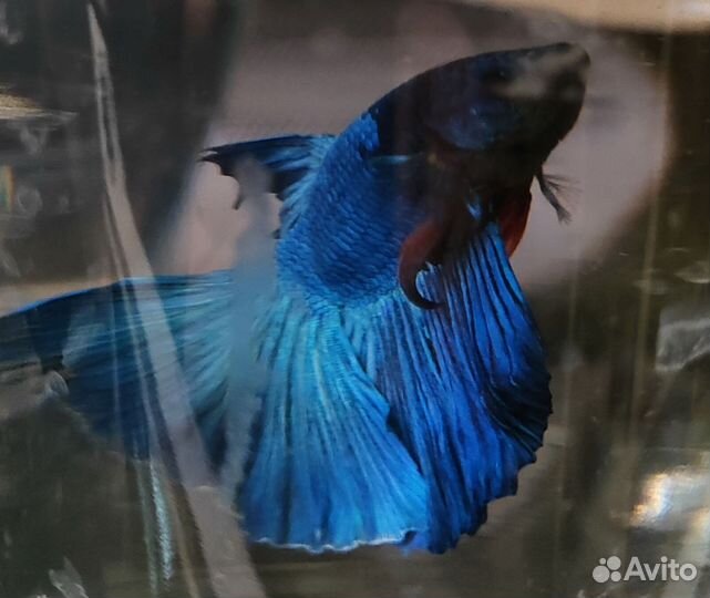 Рыбка петушок