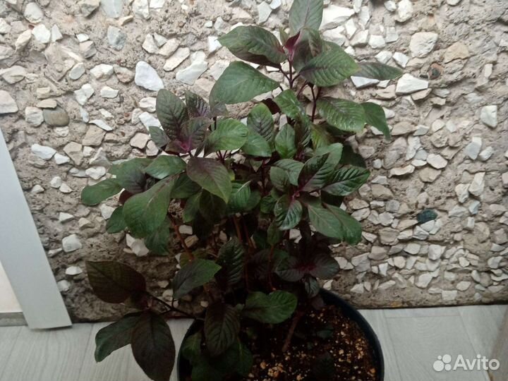 Аспидистра, срезы традесканций