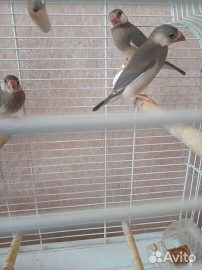 Рисовая амадина