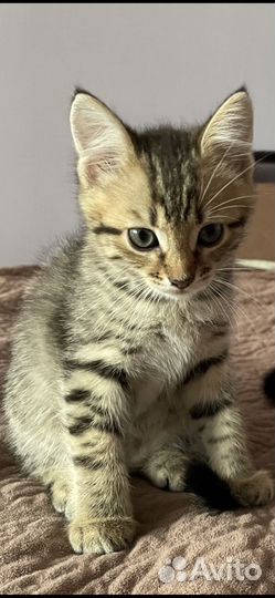 Котята метисы в добрые руки